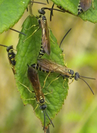 Five-banded Thynnid Wasp
